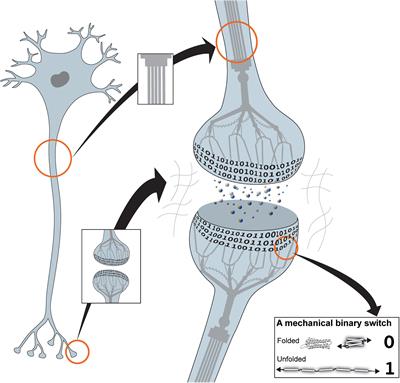 The Mechanical Basis of Memory – the MeshCODE Theory